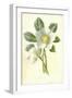 Christmas Rose-Frederick Edward Hulme-Framed Giclee Print