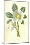 Christmas Rose-Frederick Edward Hulme-Mounted Giclee Print