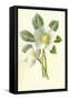 Christmas Rose-Frederick Edward Hulme-Framed Stretched Canvas