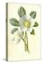 Christmas Rose-Frederick Edward Hulme-Stretched Canvas