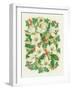 Christmas Roses, 1997-Linda Benton-Framed Giclee Print