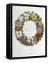 Christmas Roses-Pierre-Joseph Redouté-Framed Stretched Canvas