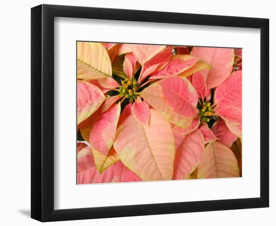 Christmas Royal Poinsettia-Maresa Pryor-Framed Photographic Print