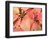 Christmas Royal Poinsettia-Maresa Pryor-Framed Photographic Print