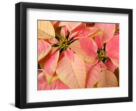 Christmas Royal Poinsettia-Maresa Pryor-Framed Photographic Print