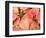 Christmas Royal Poinsettia-Maresa Pryor-Framed Photographic Print