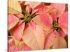 Christmas Royal Poinsettia-Maresa Pryor-Stretched Canvas