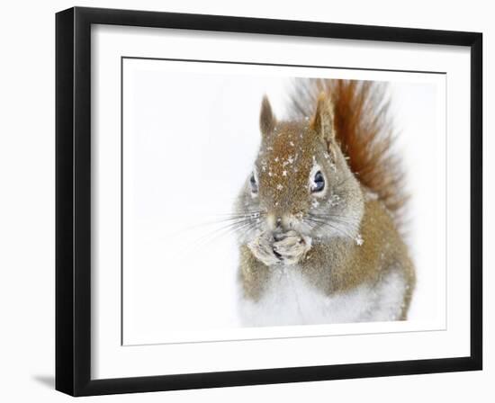 Christmas Squirrel-Mircea Costina-Framed Giclee Print