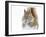 Christmas Squirrel-Mircea Costina-Framed Giclee Print