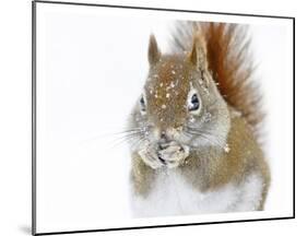 Christmas Squirrel-Mircea Costina-Mounted Giclee Print