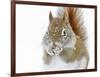 Christmas Squirrel-Mircea Costina-Framed Giclee Print