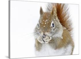 Christmas Squirrel-Mircea Costina-Stretched Canvas