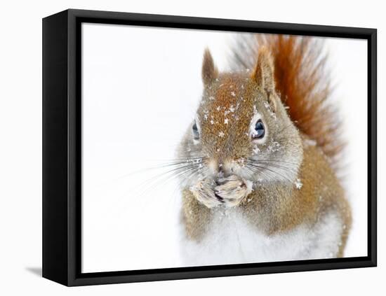 Christmas Squirrel-Mircea Costina-Framed Stretched Canvas