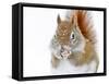 Christmas Squirrel-Mircea Costina-Framed Stretched Canvas