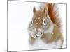 Christmas Squirrel-Mircea Costina-Mounted Photographic Print
