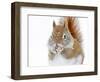 Christmas Squirrel-Mircea Costina-Framed Photographic Print