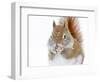 Christmas Squirrel-Mircea Costina-Framed Photographic Print