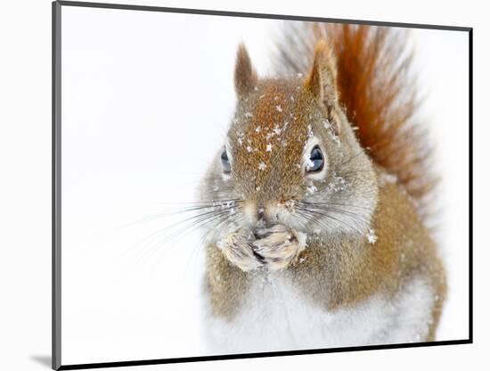 Christmas Squirrel-Mircea Costina-Mounted Photographic Print