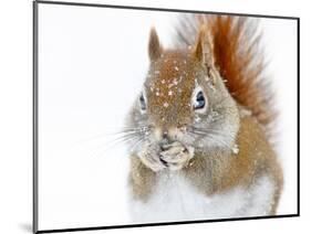 Christmas Squirrel-Mircea Costina-Mounted Photographic Print