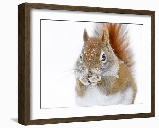 Christmas Squirrel-Mircea Costina-Framed Photographic Print
