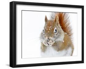 Christmas Squirrel-Mircea Costina-Framed Photographic Print