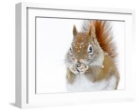Christmas Squirrel-Mircea Costina-Framed Photographic Print