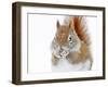 Christmas Squirrel-Mircea Costina-Framed Premium Photographic Print