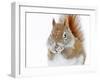 Christmas Squirrel-Mircea Costina-Framed Premium Photographic Print