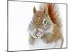Christmas Squirrel-Mircea Costina-Mounted Premium Photographic Print