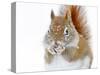 Christmas Squirrel-Mircea Costina-Stretched Canvas