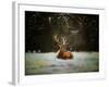 Christmas Stag, 2019,-Helen White-Framed Giclee Print