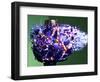 Christmas Surprise-Alan Sailer-Framed Photographic Print