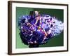 Christmas Surprise-Alan Sailer-Framed Photographic Print