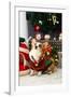 Christmas Themed Pets, Pets in Christmas Clothes, Festive Theme, Close-Up-WENFENG QUAN-Framed Photographic Print