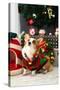 Christmas Themed Pets, Pets in Christmas Clothes, Festive Theme, Close-Up-WENFENG QUAN-Stretched Canvas