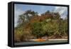 Christmas Tree and Orange Skiff, Turtle Island, Yasawa Islands, Fiji.-Roddy Scheer-Framed Stretched Canvas