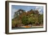 Christmas Tree and Orange Skiff, Turtle Island, Yasawa Islands, Fiji.-Roddy Scheer-Framed Photographic Print