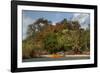 Christmas Tree and Orange Skiff, Turtle Island, Yasawa Islands, Fiji.-Roddy Scheer-Framed Photographic Print