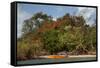 Christmas Tree and Orange Skiff, Turtle Island, Yasawa Islands, Fiji.-Roddy Scheer-Framed Stretched Canvas