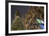 Christmas Tree at Neues Rathaus in Munich-Jon Hicks-Framed Photographic Print