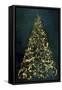 Christmas Tree at Night-Cora Niele-Framed Stretched Canvas