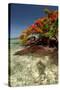 Christmas Tree at Vonu Point, Turtle Island, Yasawa Islands, Fiji-Roddy Scheer-Stretched Canvas