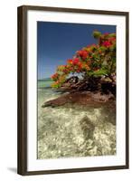 Christmas Tree at Vonu Point, Turtle Island, Yasawa Islands, Fiji-Roddy Scheer-Framed Photographic Print