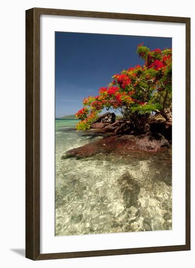 Christmas Tree at Vonu Point, Turtle Island, Yasawa Islands, Fiji-Roddy Scheer-Framed Photographic Print