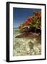 Christmas Tree at Vonu Point, Turtle Island, Yasawa Islands, Fiji-Roddy Scheer-Framed Photographic Print