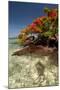 Christmas Tree at Vonu Point, Turtle Island, Yasawa Islands, Fiji-Roddy Scheer-Mounted Photographic Print