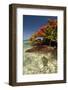 Christmas Tree at Vonu Point, Turtle Island, Yasawa Islands, Fiji-Roddy Scheer-Framed Photographic Print