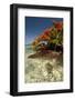 Christmas Tree at Vonu Point, Turtle Island, Yasawa Islands, Fiji-Roddy Scheer-Framed Photographic Print