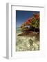 Christmas Tree at Vonu Point, Turtle Island, Yasawa Islands, Fiji-Roddy Scheer-Framed Photographic Print