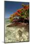 Christmas Tree at Vonu Point, Turtle Island, Yasawa Islands, Fiji-Roddy Scheer-Mounted Photographic Print